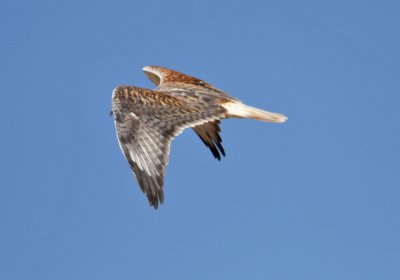 Ferruginous Hawk