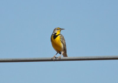 Western Meadowlark