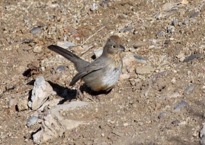 Canyon Towhee