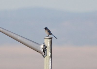 Western Scrub-Jay