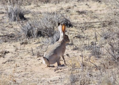 Black-tailed Jackrabbit