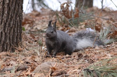 Abert's Squirrel