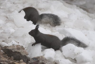 lAbert's Squirrell