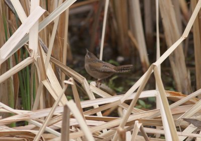 Marsh Wren