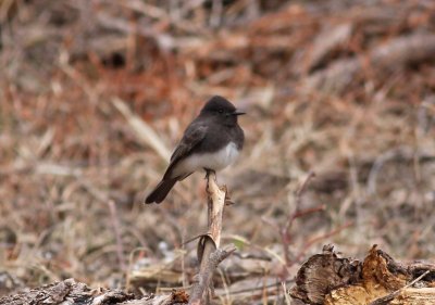 Black Phoebe