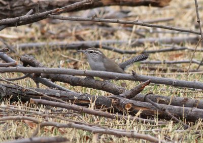 Bewick's Wren