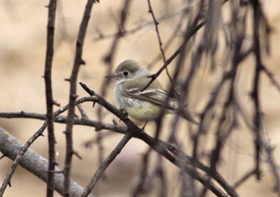 Dusky Flycatcher