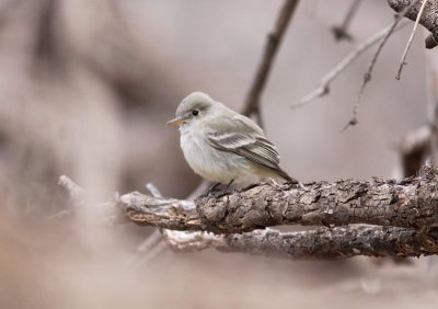 Gray Flycatcher