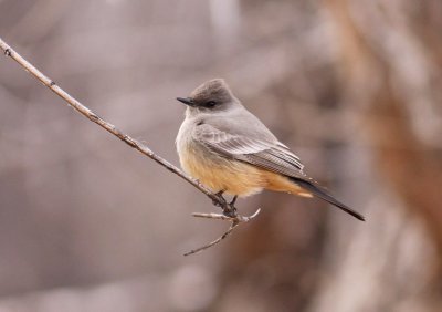 Say's Phoebe