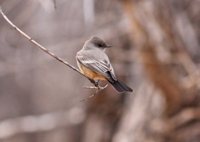 Say's Phoebe