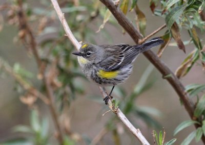 Audubon's Yellow-rumped Warbler