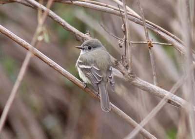 Hammond's Flycatcher