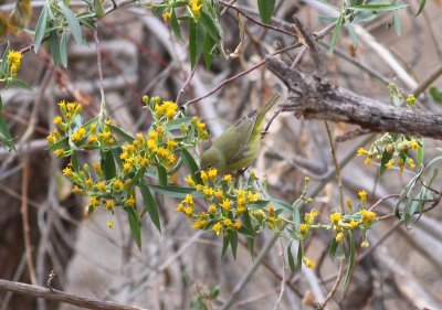 Orange-crowned Warbler