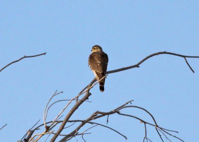 Merlin