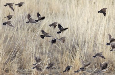 Lark Buntings