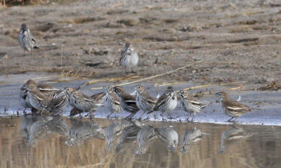 Lark Buntings