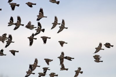 Lark Buntings