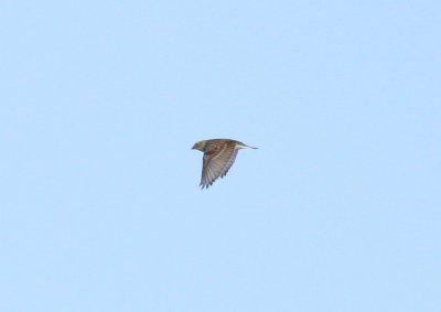 McCown's Longspur