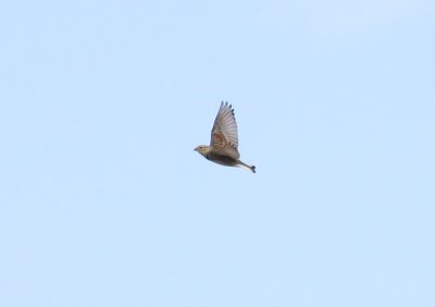 McCown's Longspur