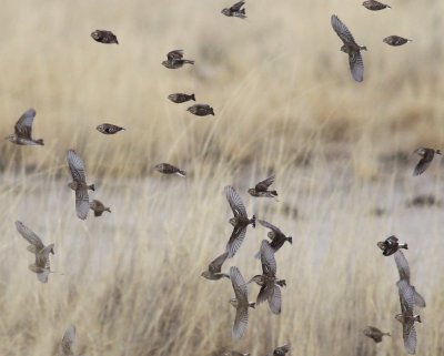 Chestnut-collared Longspurs