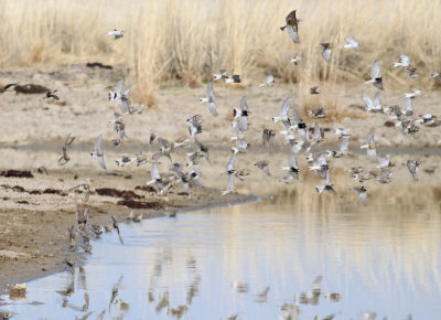 Chestnut-collared Longspurs