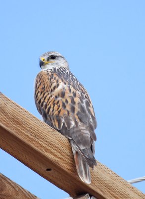 Ferruginous Hawk