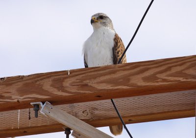 Ferruginous Hawk