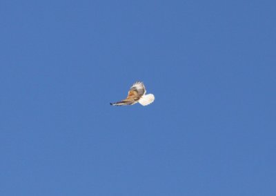 Ferruginous Hawk