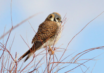 American Kestrel