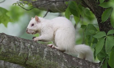 Albino Gray Squirrel
