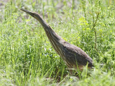 American Bittern