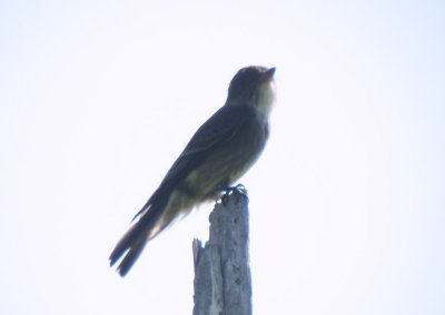 Olive-sided Flycatcher