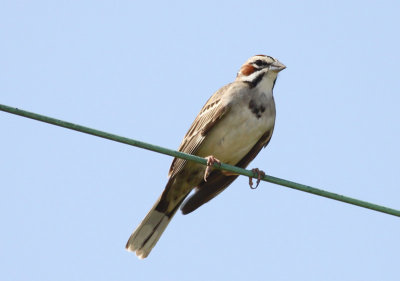 Lark Sparrow