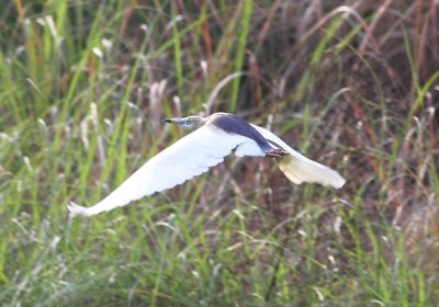 Indian Pond Heron