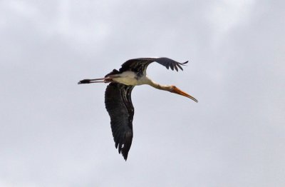 Painted Stork