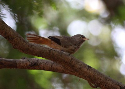 Jungle Babbler