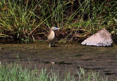 Indian Pond Heron