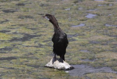 Little Cormorant