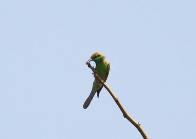 Green Bee-eater