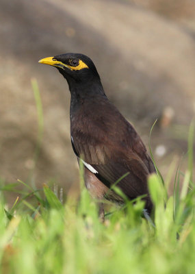 Common Myna