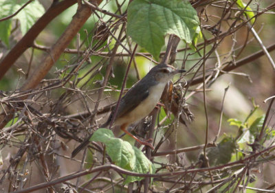 Jungle Prinia