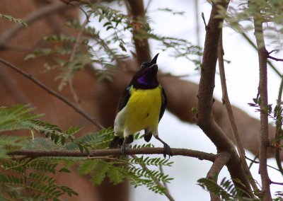 Purple-rumped Sunbird