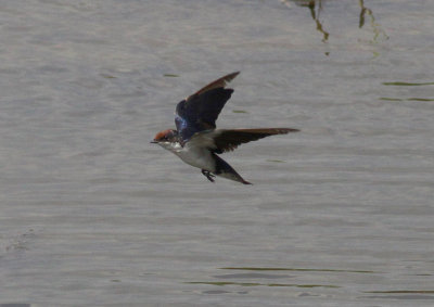 Wire-tailed Swallow