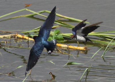Wire-tailed Swallows