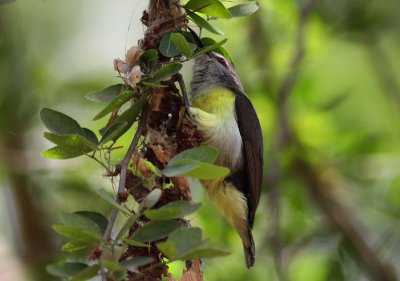 Purple-rumped Sunbird