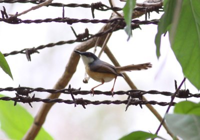 Ashy Prinia