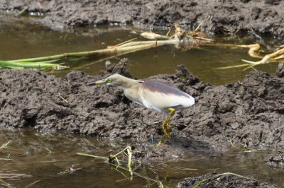 Indian Pond Heron