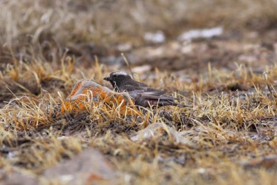 Black Rosy-Finch