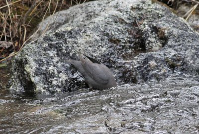 American Dipper