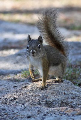 Red Squirrel